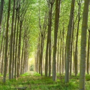 Garnica announces plans to open a second French factory in Aube, north-eastern France
